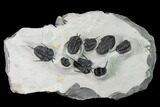 Cyphaspis Walteri & Kayserops Trilobite Cluster - Mrakib, Morocco #168395-2